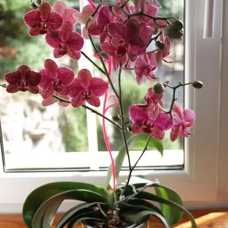 Dom W Dolinie * Trzcinsko