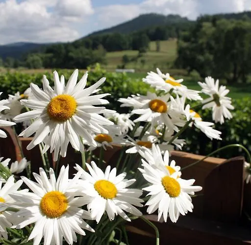 Homestay szállás Dom W Dolinie